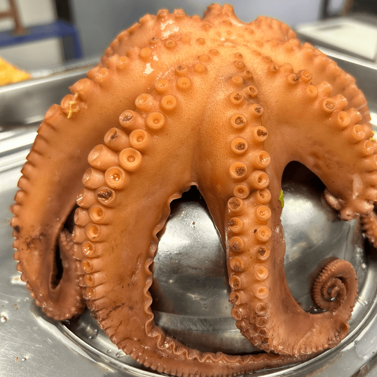 Pulpo de Juan Fernandez (Caja 25k crudo y congelado)